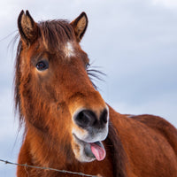 Horse with fluffy hair and bangs.  He looks like he is sticking his tongue out.